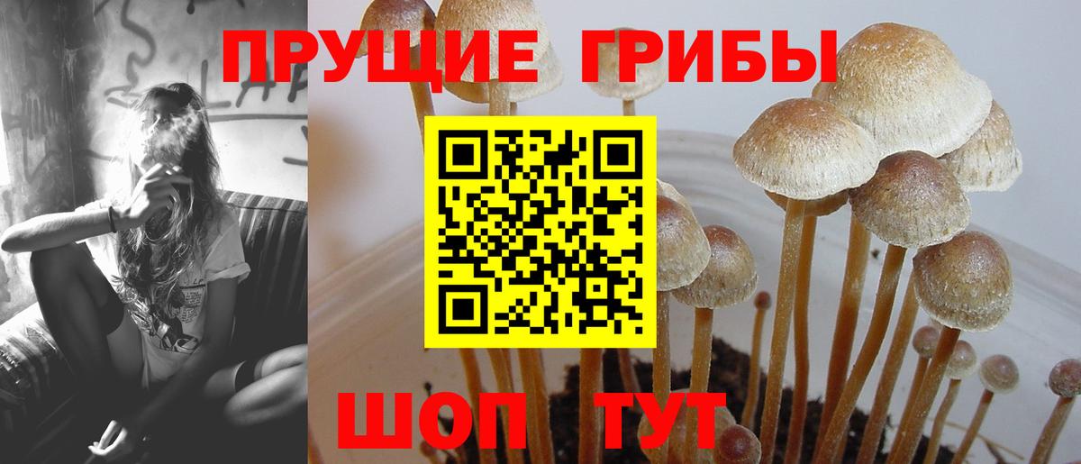 Советск  Псилоцибиновые грибы Cubensis  Вход с VPN  Псилоцибиновые грибы мухоморы 